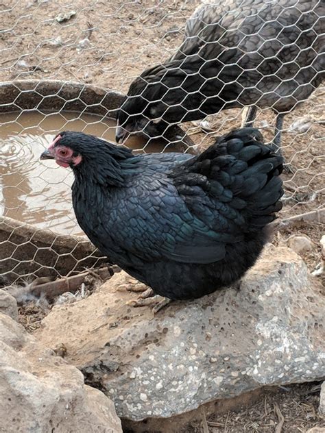 black wyandotte bantam|partridge wyandotte bantams for sale.